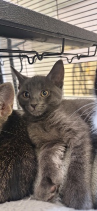 PHOEBE - Domestic Shorthair / Mix available for adoption