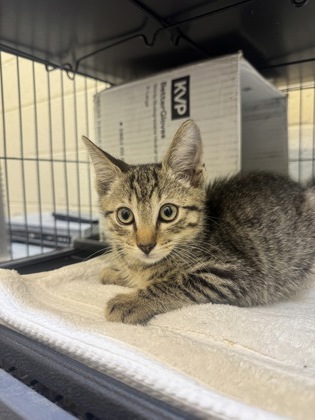 DUST BUNNY - Domestic Shorthair / Mix available for adoption