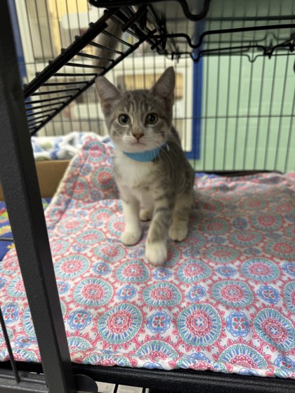 ADIDAS - Domestic Shorthair / Mix available for adoption