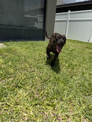 KOTO - Mixed Breed, Large (over 44 lbs fully grown) / Mix available for adoption