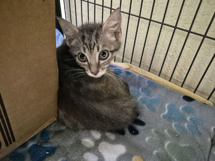 PEETA MELLARK - Domestic Shorthair / Mix available for adoption