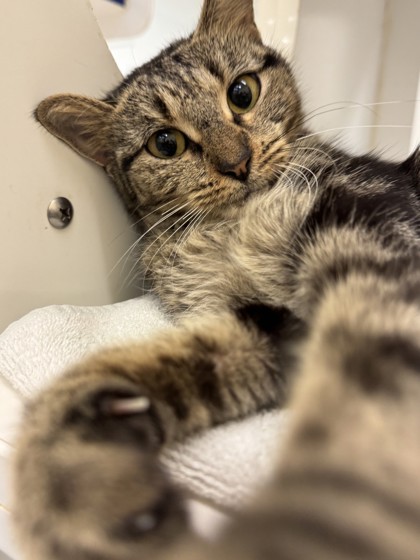 LADY MAUDELINE EVERGLOT - Domestic Shorthair / Mix available for adoption