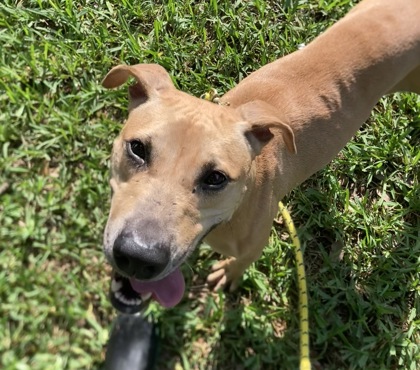 ROO - American Pit Bull Terrier / Mix for adoption in Palm Bay