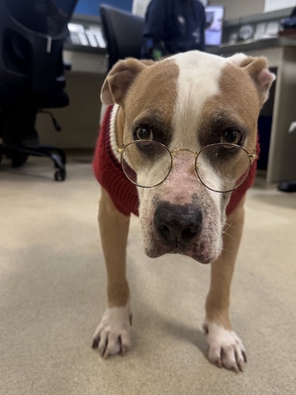 BUBBA - Mixed Breed, Large (over 44 lbs fully grown) / Hound available for adoption