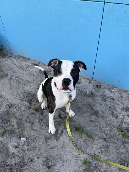 BLITZ - Mixed Breed, Large (over 44 lbs fully grown) / Mix available for adoption