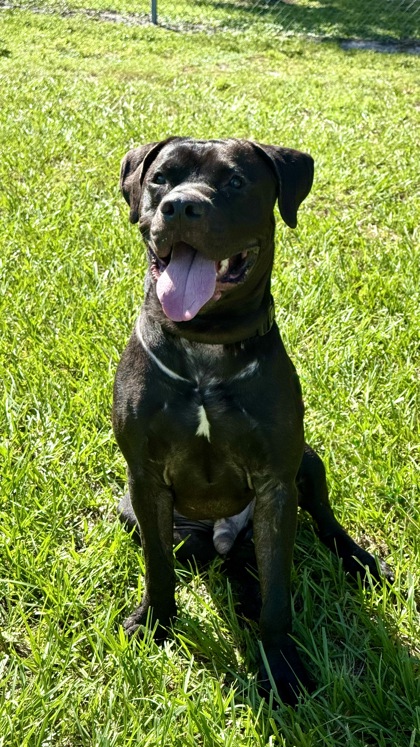 DJ - Mastiff / Cane Corso available for adoption