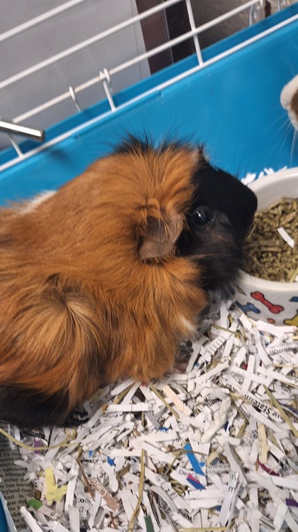 CLARISSA - Guinea Pig / Guinea Pig available for adoption