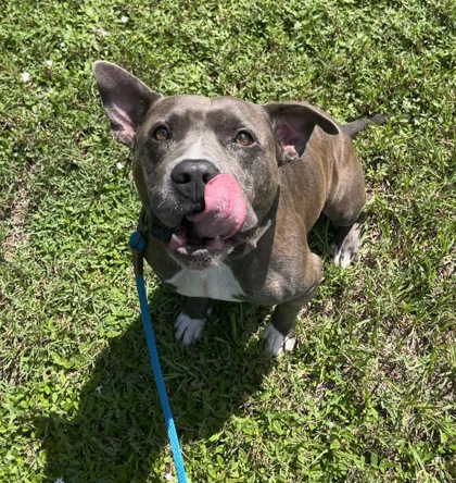 BRUTUS - Mixed Breed, Medium (up to 44 lbs fully grown) / Mix available for adoption
