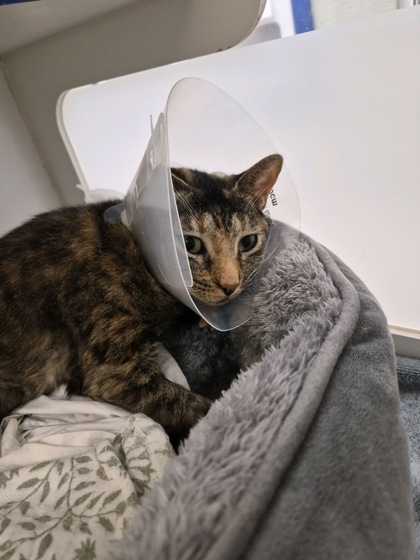 CAMMIE - Domestic Shorthair / Mix available for adoption