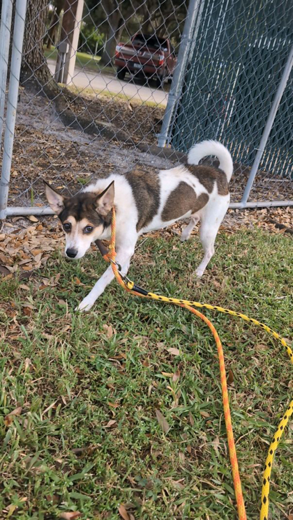 FOXY - Mixed Breed, Medium (up to 44 lbs fully grown) / Mix available for adoption