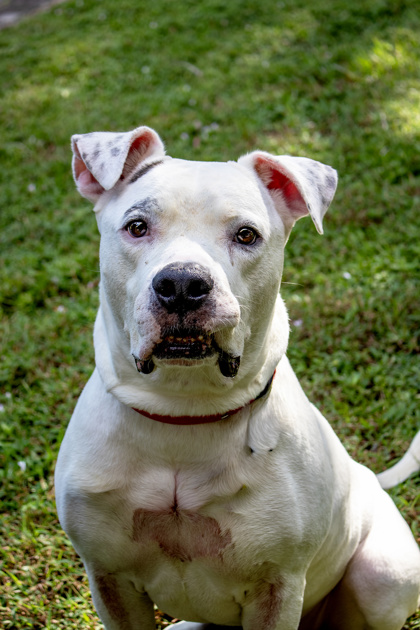 SMALL FRY - Mixed Breed, Large (over 44 lbs fully grown) / Mix available for adoption