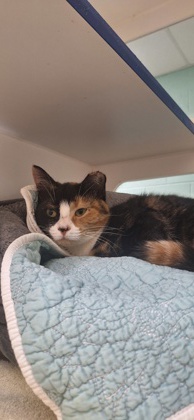 SEUSS - Domestic Shorthair / Mix available for adoption