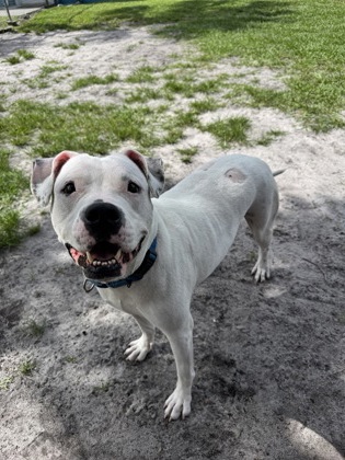 COCARINA - Mixed Breed, Large (over 44 lbs fully grown) / Mix for adoption in Palm Bay