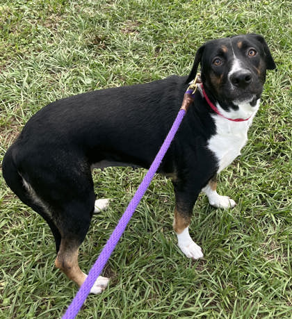 ARWEN - Mixed Breed, Small (under 24 lbs fully grown) / Mix available for adoption
