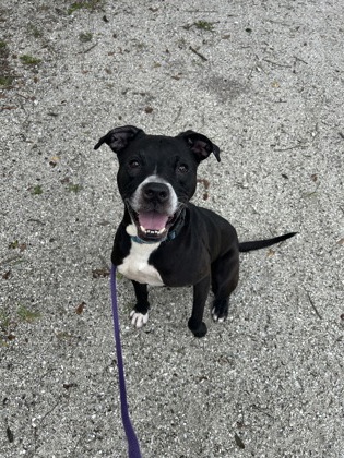 SCOUT - Mixed Breed, Large (over 44 lbs fully grown) / Mix for adoption in Palm Bay