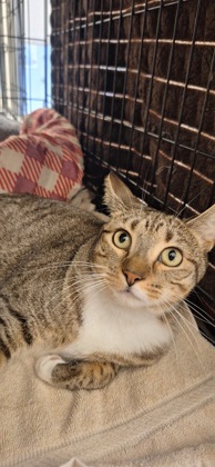 WILLA - Domestic Shorthair / Mix available for adoption