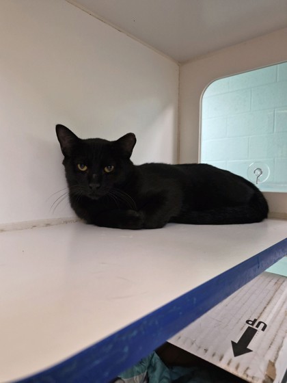 BUTTERNUT - Domestic Shorthair / Mix available for adoption