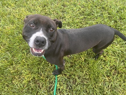GOGO - Mixed Breed, Large (over 44 lbs fully grown) / Mix available for adoption