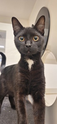 CHAIRMAN MEOW - Domestic Shorthair / Mix available for adoption