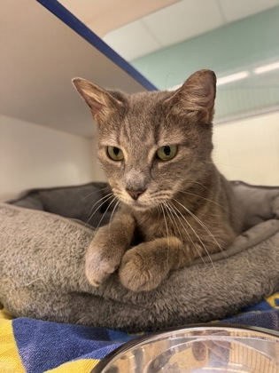 BUBBLES - Domestic Shorthair / Mix available for adoption