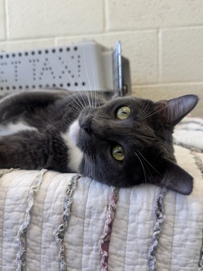 RAZOR - Domestic Shorthair / Mix available for adoption