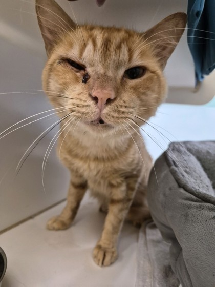PEWDIEPIE - Domestic Shorthair / Mix available for adoption
