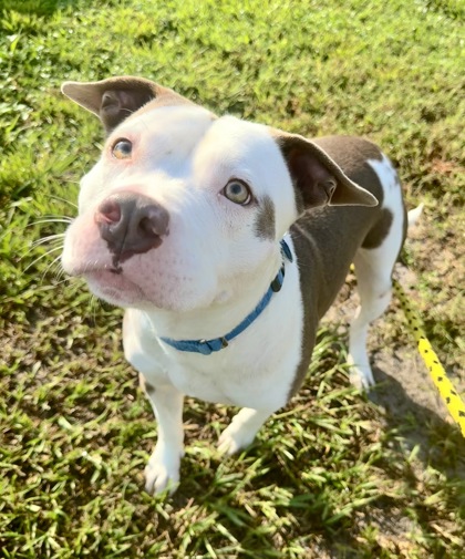 WADE - Mixed Breed, Large (over 44 lbs fully grown) / Mix available for adoption