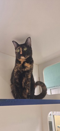 RAINA - Domestic Shorthair / Mix available for adoption