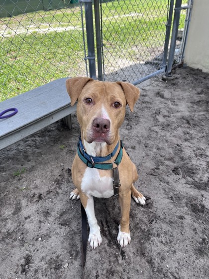 CHICO - Mixed Breed, Large (over 44 lbs fully grown) / Mix available for adoption