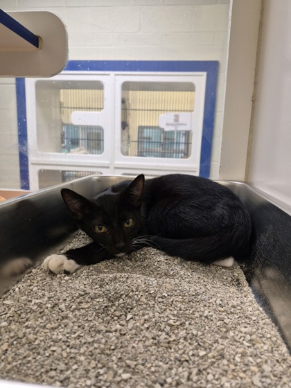 GOBLIN - Domestic Shorthair / Mix available for adoption