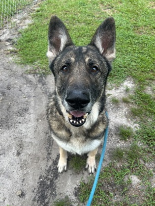 CHEF - Shepherd / Mix available for adoption
