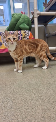 CARBUNCLE - Domestic Shorthair / Mix available for adoption