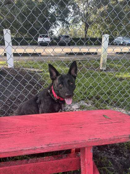FUJI - Mixed Breed, Large (over 44 lbs fully grown) / Mix available for adoption