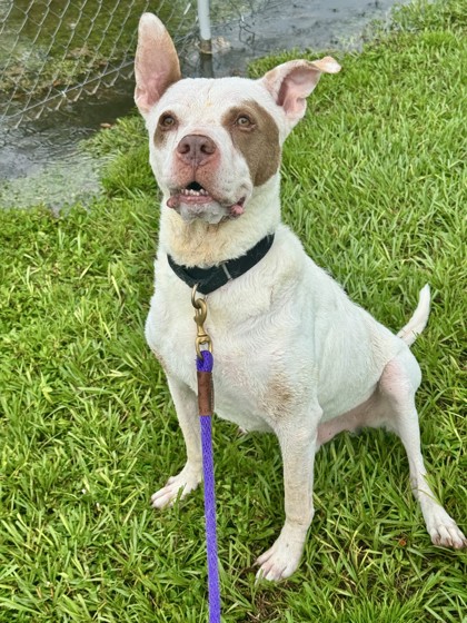 ROLIE - Boxer / Mix available for adoption