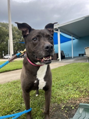 SASHA - Mixed Breed, Large (over 44 lbs fully grown) / Mix available for adoption