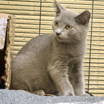 CEDAR - Domestic Shorthair / Mix available for adoption