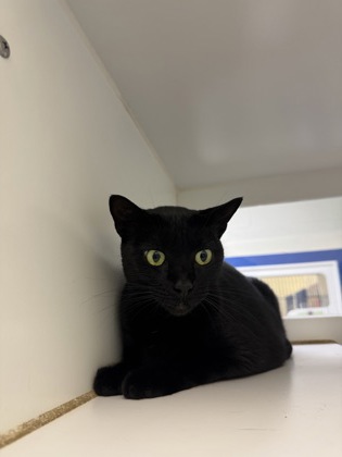 KIBBY - Domestic Shorthair / Mix available for adoption