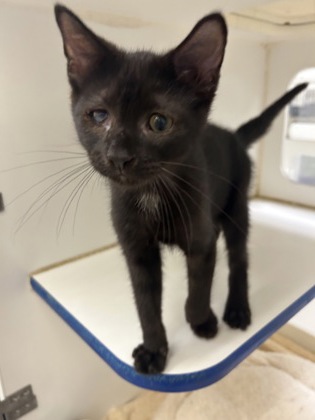 PAPAYA - Domestic Shorthair / Mix available for adoption