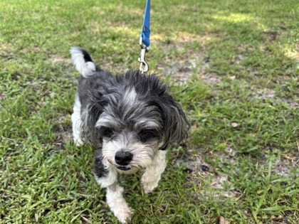 GUMMY BEAR - Shih Tzu / Mix available for adoption