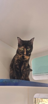 RAINA - Domestic Shorthair / Mix available for adoption