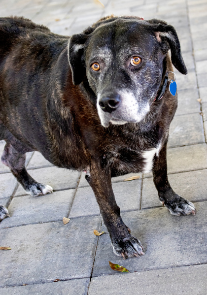 ELLEN - Mixed Breed, Large (over 44 lbs fully grown) / Mix available for adoption