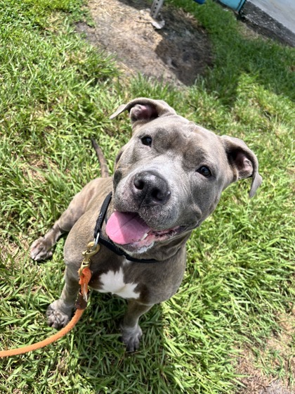 REINA - Mixed Breed, Large (over 44 lbs fully grown) / Mix available for adoption