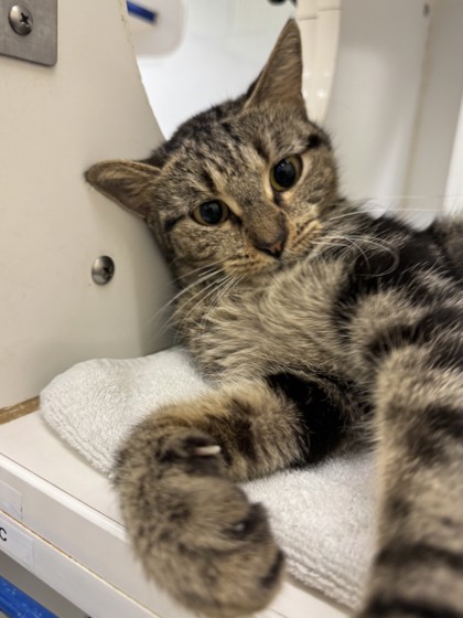 LADY MAUDELINE EVERGLOT - Domestic Shorthair / Mix available for adoption