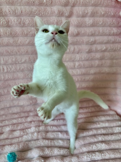 MERINGUE - Domestic Shorthair / Mix available for adoption
