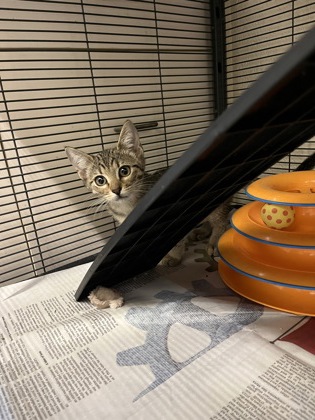 ALDER - Domestic Shorthair / Mix available for adoption