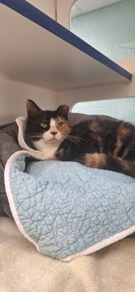 SEUSS - Domestic Shorthair / Mix available for adoption