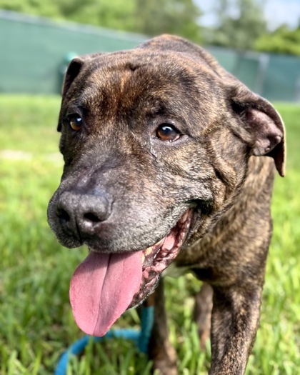 BARREL - Mixed Breed, Large (over 44 lbs fully grown) / Mix available for adoption