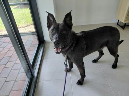 MISTER - Mixed Breed, Large (over 44 lbs fully grown) / Mix available for adoption