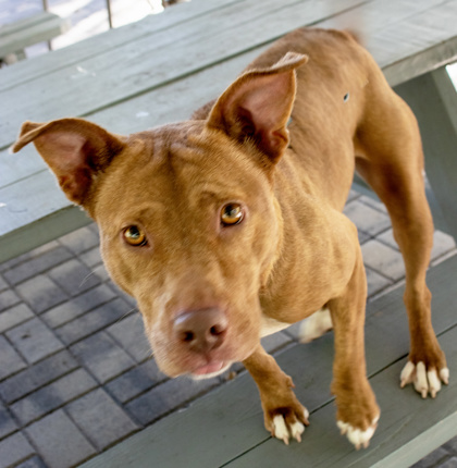 ROYALTY - Mixed Breed, Large (over 44 lbs fully grown) / Mix available for adoption