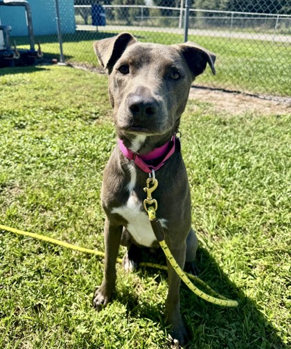 CHIPPEWA - Mixed Breed, Large (over 44 lbs fully grown) / Mix available for adoption